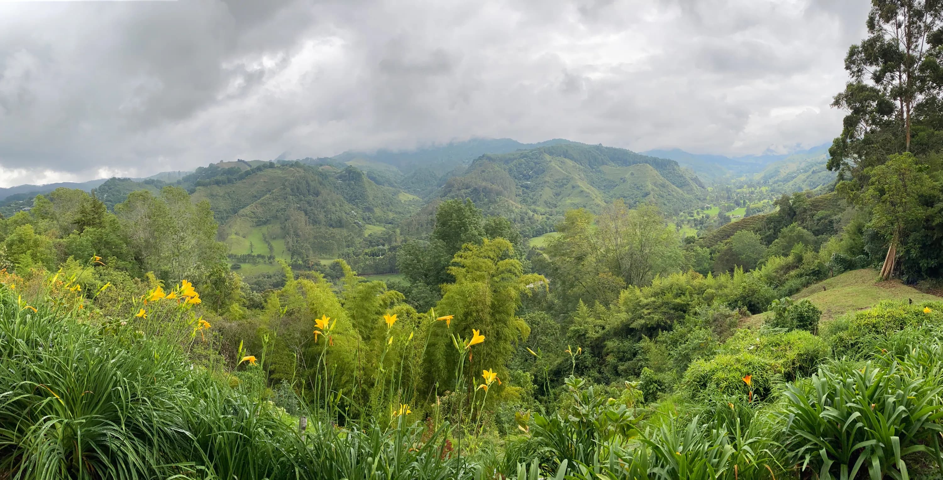 Paysage verdoyant et brumeux de la vallée de Cocora, en Colombie.
