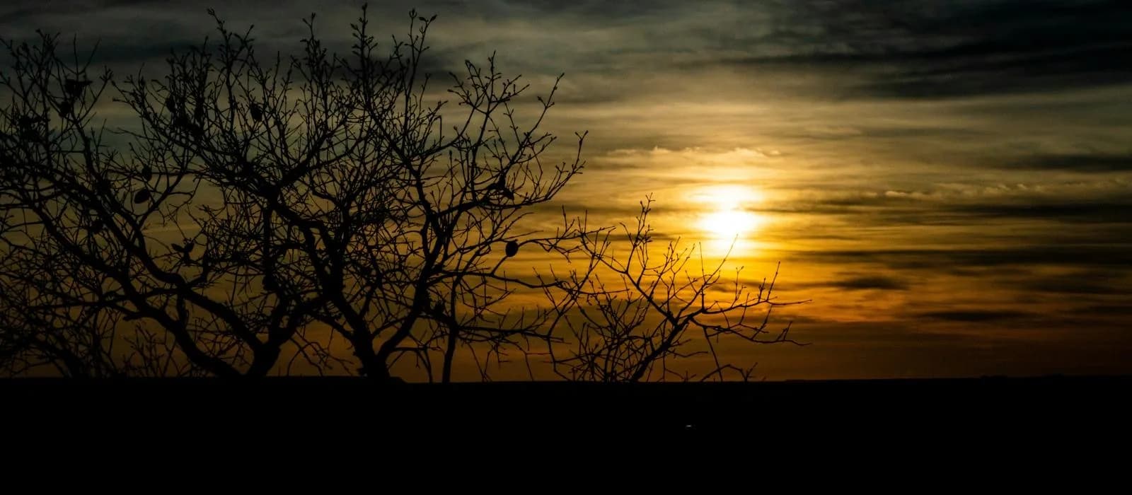 Coucher de soleil sur la végétation du Jalapão.