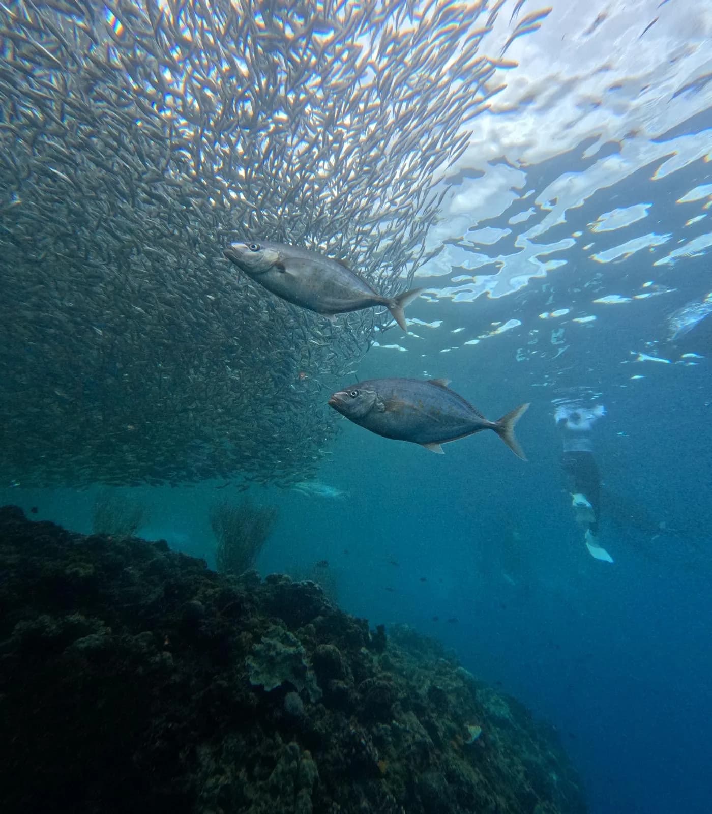Poissons nageant dans les eaux claires du Jalapão.