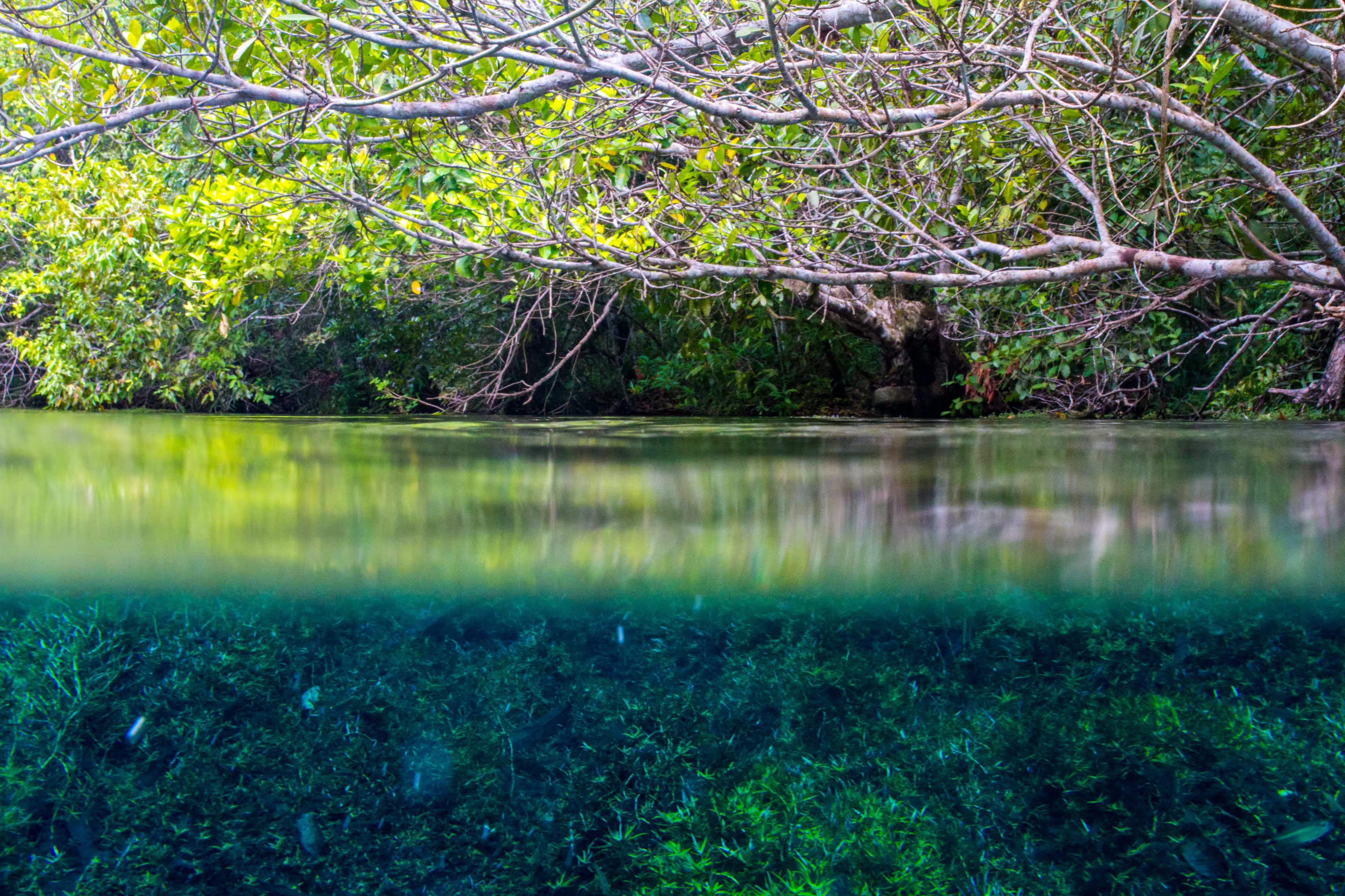 Eaux cristallines du Rio da Prata et végétation aquatique à Bonito.